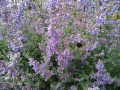 Bombus terrestris