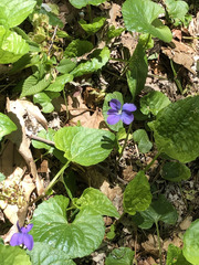 Viola