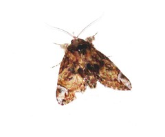 Plotheia exacta