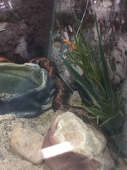 Eryx colubrinus loveridgei