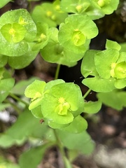 Euphorbia commutata
