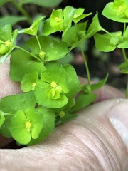 Euphorbia commutata