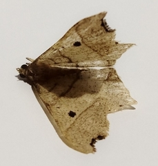 Ennominae