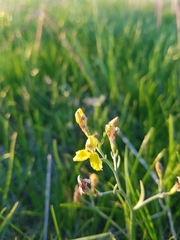 Goodenia macbarronii