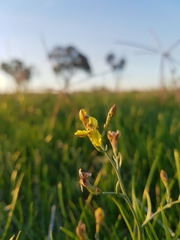 Goodenia macbarronii