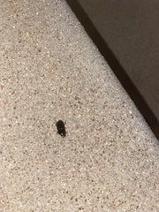 Dyscinetus morator