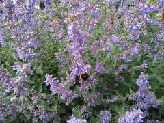 Bombus terrestris