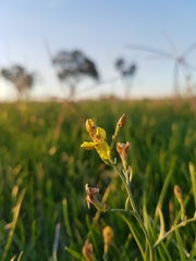 Goodenia macbarronii