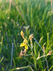 Goodenia macbarronii
