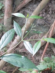 Tarenna gracilipes
