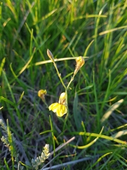 Goodenia macbarronii
