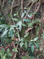 Tarenna gracilipes