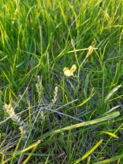 Goodenia macbarronii