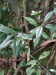 Tarenna gracilipes