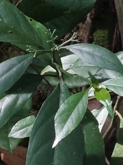 Tarenna gracilipes