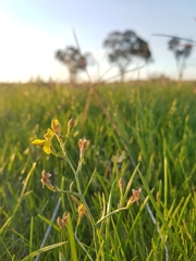 Goodenia macbarronii