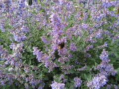 Bombus terrestris