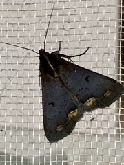 Rejectaria cocytalis