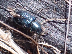 Necrobia violacea