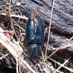 Necrobia violacea