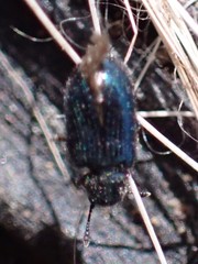 Necrobia violacea