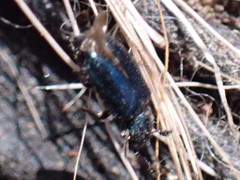 Necrobia violacea