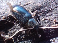 Necrobia violacea