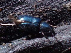 Necrobia violacea