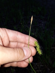 Carex castanea