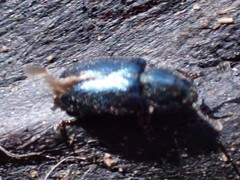 Necrobia violacea
