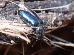 Necrobia violacea