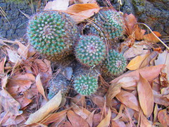 Mammillaria rhodantha fera-rubra