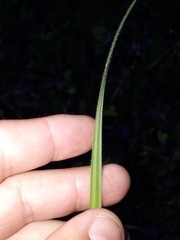 Carex castanea