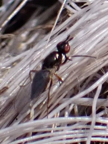 Waltzing Fly photo 4