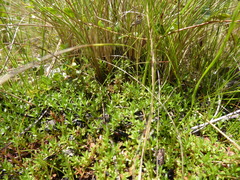 Pyxidanthera barbulata