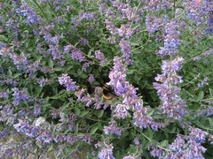 Bombus terrestris