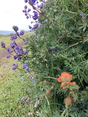 Castilleja mendocinensis