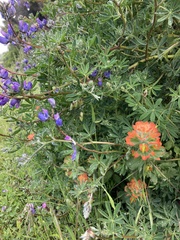 Castilleja mendocinensis