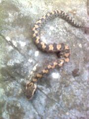 Ovophis monticola