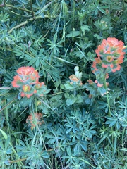 Castilleja mendocinensis