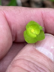 Euphorbia ouachitana