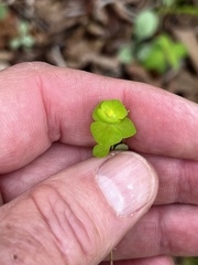 Euphorbia ouachitana