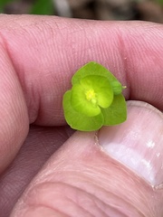 Euphorbia ouachitana