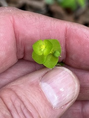 Euphorbia ouachitana