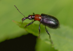 Eugnamptus angustatus