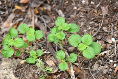 Acalypha monostachya