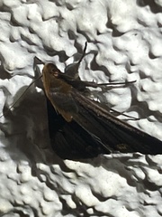 Rejectaria cocytalis