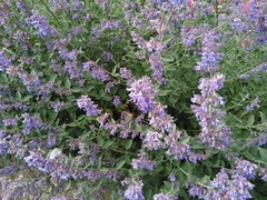Bombus terrestris