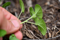 Acalypha monostachya