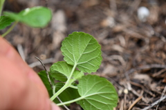 Acalypha monostachya